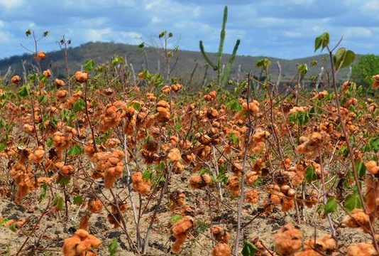 Prefeitura de São Bento promoverá evento para demonstração do cultivo do algodão colorido na região