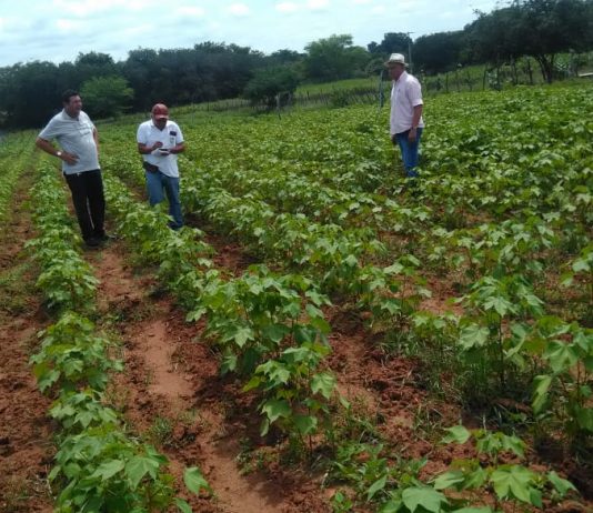 Agricultores recebem orientação sobre cultivo e controle de pragas em lavouras de algodão colorido