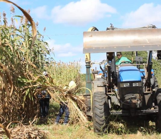 Prefeitura de São Bento beneficia agricultores com produção de silagem