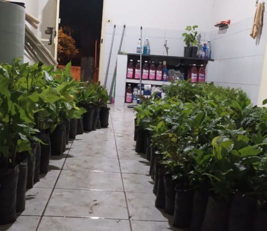 Prefeitura de São Bento começa distribuição de 1.400 mudas que serão plantadas em praças e escolas da zona urbana
