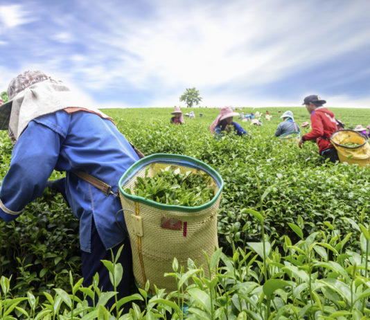 Prefeitura de São Bento inicia entrega de Boletos Bancários a agricultores beneficiados pelo Garantia-Safra 2021-2022 Imagem ilustrativa de agricultura
