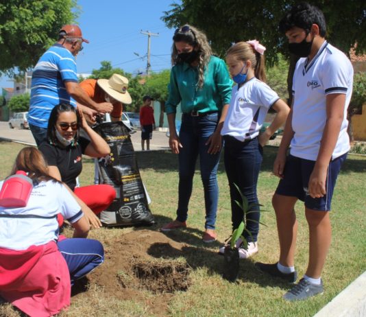 Prefeitura de São Bento distribui e planta mudas nativas para celebrar o Dia da Árvore