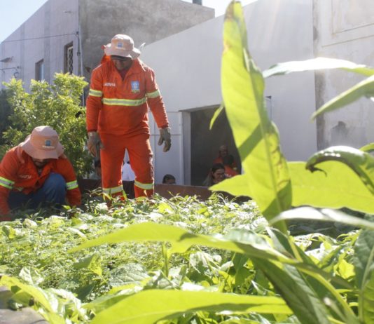 Prefeitura de São Bento distribui 2.500 mudas de plantas frutíferas e ornamentais