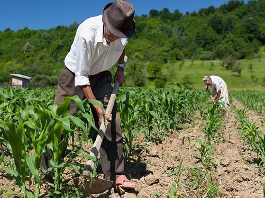 Município de São Bento tem 243 Agricultores inscritos no Programa Garantia-safra 2022/2023