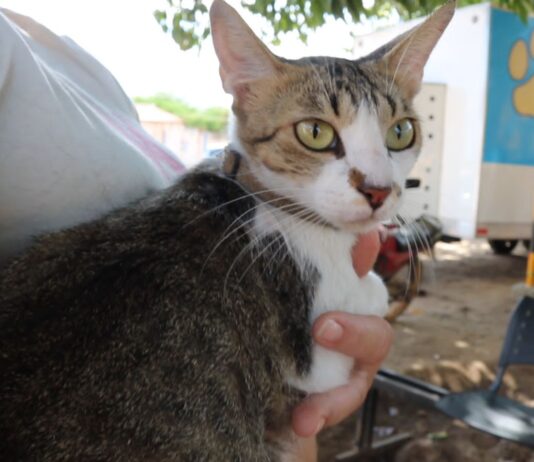 Prefeitura de São Bento divulga novo Cronograma para cadastramento de animais que serão submetidos a laqueaduras