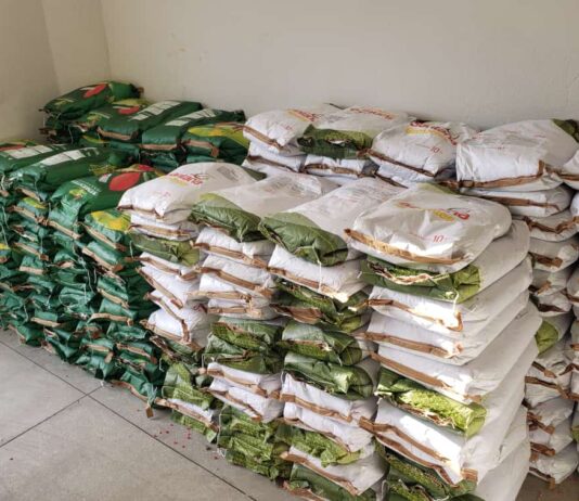 Prefeitura de São Bento começa entrega de sementes a agricultores cadastrados no Garantia-Safra