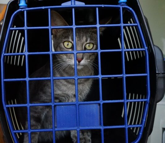 Prefeitura de São Bento realiza 18 castrações de animais, na 1ª etapa de 2024