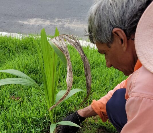 Prefeitura de São Bento começa plantio de Palmeiras Imperiais em Praças e outros órgãos públicos da cidade