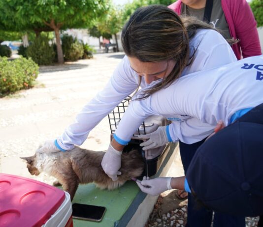 Dia D de Vacinação Antirrábica imuniza mais de 2 mil animais em São Bento