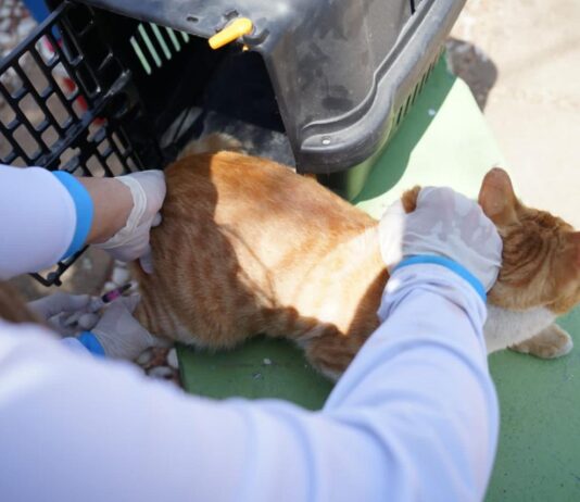 São Bento destaca ações de cuidado animal no Dia Mundial dos Animais